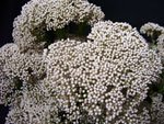 White Rice Flower